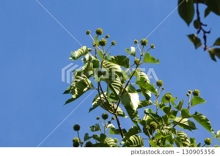 Young fruits of the Japanese quince, 2025 130905356