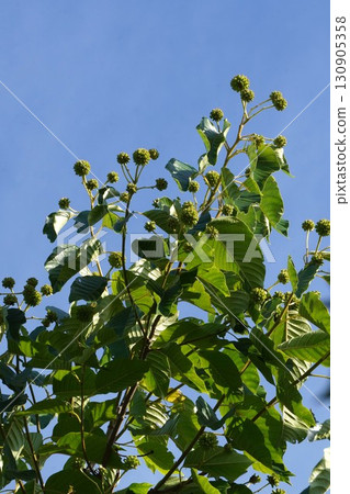 Young fruits of the Japanese quince, 2025 Young fruits of the Japanese quince, 2025 130905358