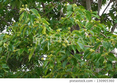 日本木瓜的幼果，2025年 130905360