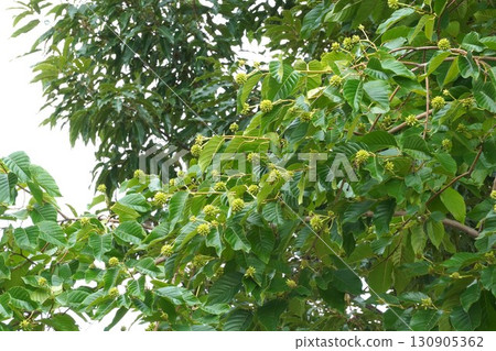 日本木瓜的幼果，2025年 130905362