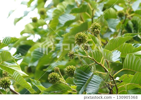 日本木瓜的幼果，2025年 130905368