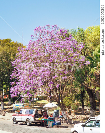 Jaguarantha blooming in Zacatecas, a World Heritage Site in Mexico 130905392