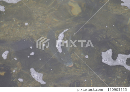 Fish swimming in the sea Fish swimming in the sea 130905533
