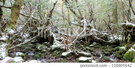 Frigid Stream Shiratani Unsuikyo Gorge, Yakushima National Park (Winter) 130905642