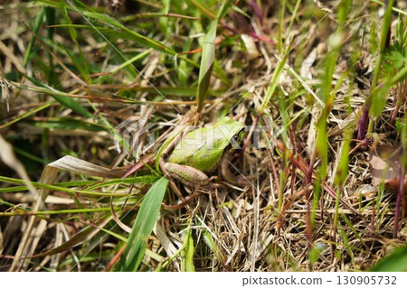 大自然中可愛的樹蛙 大自然中可愛的樹蛙 130905732