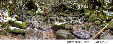 Frigid Stream Shiratani Unsuikyo Gorge, Yakushima National Park (Winter) Frigid Stream Shiratani Unsuikyo Gorge, Yakushima National Park (Winter) 130905749