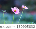 Cosmos bathed in autumn sunlight 130905832