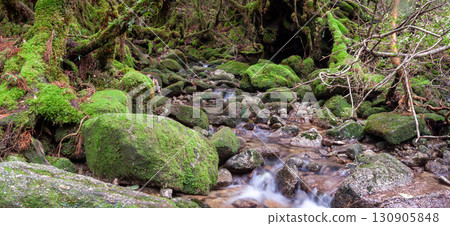 日本最美青苔溪谷：屋久島白谷雲水峽（春季） 130905848