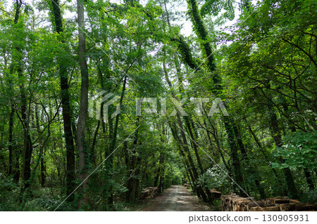 Wind Pine Grove (Akita Prefecture) 130905931