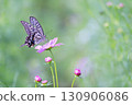 Swallowtail butterfly and pink cosmos 130906086