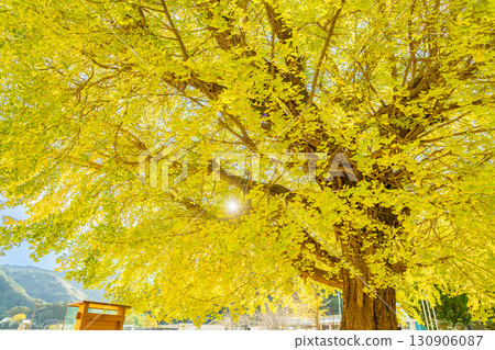 三重縣南伊勢町舊保原小學的大銀杏樹閃耀著金光。 130906087