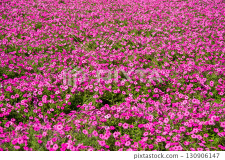 Pink carpet! "Supertunia" 130906147