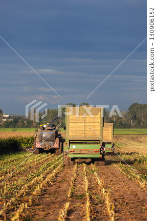 Modern forage harvester combiner harvesting silage maize corn tractor trailer corn field warm sunny autumn morning with overcast cloudy sky. Heavy agricultural machinery work. Livestock feeding corn 130906152