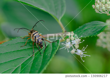 Copulation of the Japanese cabbage 130906217