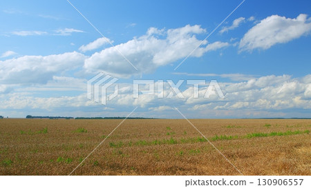An Expansive Agricultural Field is Set Beneath a Beautiful Blue Sky Filled with Clouds An Expansive Agricultural Field is Set Beneath a Beautiful Blue Sky Filled with Clouds 130906557