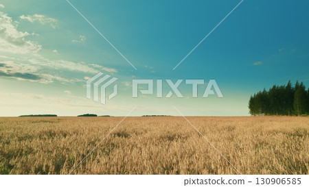 A breathtaking golden field filled with flourishing trees sits beautifully under a clear blue sky A breathtaking golden field filled with flourishing trees sits beautifully under a clear blue sky 130906585