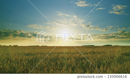 A Beautiful Golden Sunrise Over a Serene and Picturesque Wheat Field in the Morning 130906616