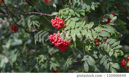 Vibrant and Colorful Red Berries Set Against Lush Green Leaves in the Beauty of Nature 130906649