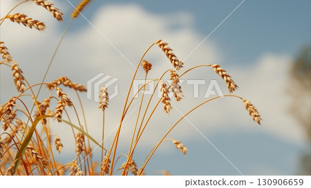 The golden wheat fields stretch against a blue sky, creating a beautiful summer view 130906659