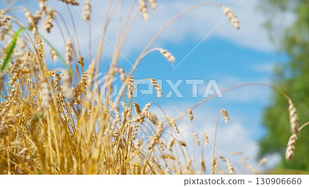 A vast Golden Wheat Field spreads under a bright blue sky on a warm, joyful day A vast Golden Wheat Field spreads under a bright blue sky on a warm, joyful day 130906660