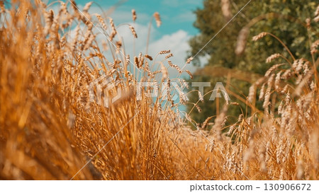 The vibrant Golden Grass Landscape beautifully stretches under the vast blue sky above The vibrant Golden Grass Landscape beautifully stretches under the vast blue sky above 130906672