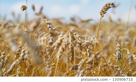 A Beautiful Golden Wheat Field Extending Under a Bright, Clear Sky During Summer Days 130906718