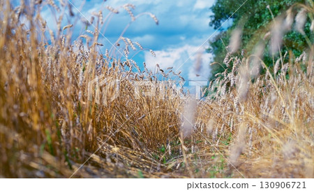 The Beautiful Golden Fields That Are Set Under a Bright Blue Sky Inspire Serenity and Peace The Beautiful Golden Fields That Are Set Under a Bright Blue Sky Inspire Serenity and Peace 130906721