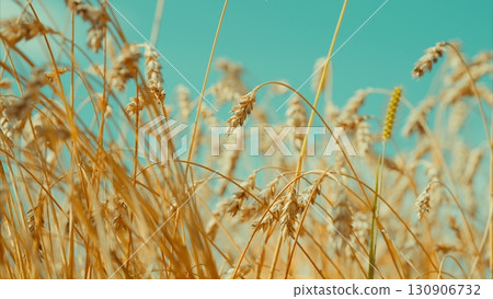 A Beautiful Golden Wheat Field Stretching Under a Vast Blue Sky Filled with Sunlight 130906732