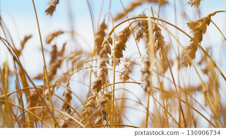 Golden Wheat Fields Stretching Under a Bright Blue Sky Filled with Sunshine and Serenity 130906734