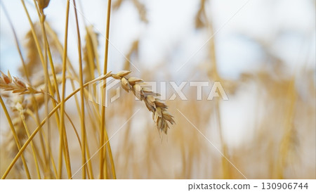 A Stunning CloseUp of a Vibrantly Golden Wheat Field in a Beautiful Countryside Landscape A Stunning CloseUp of a Vibrantly Golden Wheat Field in a Beautiful Countryside Landscape 130906744