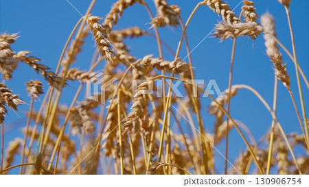 Golden wheat fields stretch magnificently against a clear and vibrant blue sky above Golden wheat fields stretch magnificently against a clear and vibrant blue sky above 130906754