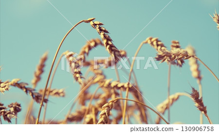 Golden Wheat Glistening Brightly Under a Clear Blue Sky Filled with Bright Sunshine 130906758