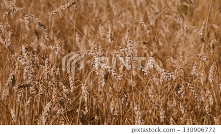 A Golden Grain Field Is Elegantly Bathed in Beautiful Natural Light During the Autumn Season 130906772