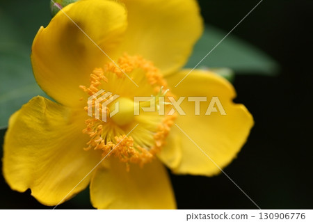 Flower of Otogirisou Flower of Otogirisou 130906776