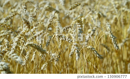 A vast expanse of golden wheat field shimmering under the warm and bright sunlight 130906777