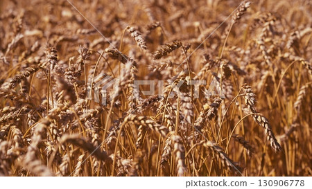 The Golden Wheat Field is Fully Prepared and Ready for the Harvesting Season Ahead 130906778