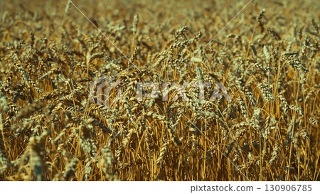 A Beautiful Golden Wheat Field in Full Bloom During the Bountiful Harvest Season 130906785