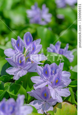 Water hyacinth 130906931