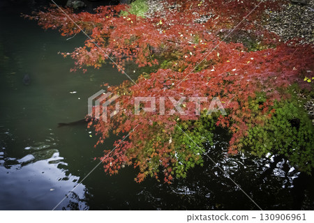 Autumn leaves that shine in a pond Autumn leaves that shine in a pond 130906961