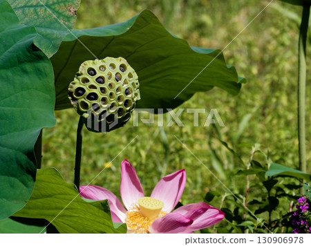 荷花池風景 130906978