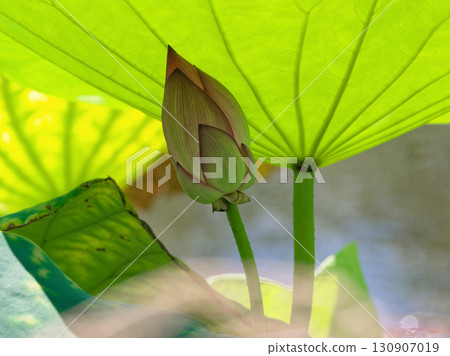 荷花池風景 荷花池風景 130907019