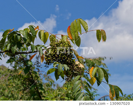 Fruit of Yamahaze (Anacardiaceae) 130907020