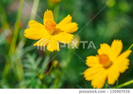 黃波斯菊 黃波斯菊 130907038