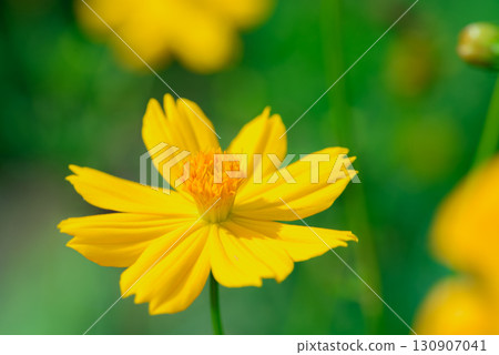  黃波斯菊 130907041