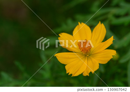  黃波斯菊 130907042