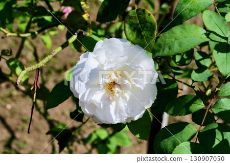 繁花似錦的溫徹斯特大教堂「九月的北海道 130907050