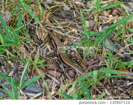 A Japanese grass lizard preying on a field cricket 130907110