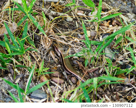 A Japanese grass lizard preying on a field cricket 130907112