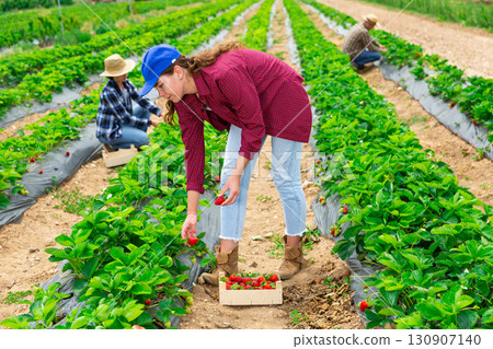 Woman farmer gardening on plantation, harvesting strawberry Woman farmer gardening on plantation, harvesting strawberry 130907140