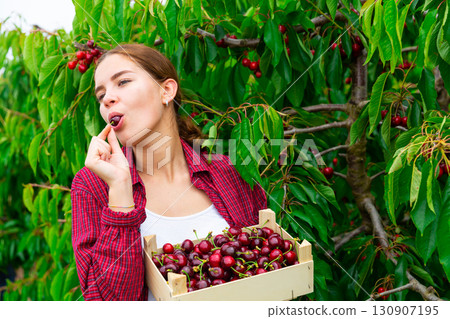 Young girl with great pleasure tastes ripe cherries, holding a crate with fruits in her hands Young girl with great pleasure tastes ripe cherries, holding a crate with fruits in her hands 130907195